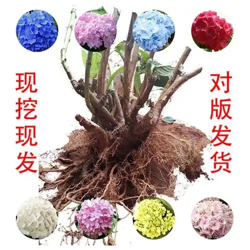 云南基地批发绣球老桩宝塔新娘蓝色大苗工程绿化庭院盆栽鲜切大花