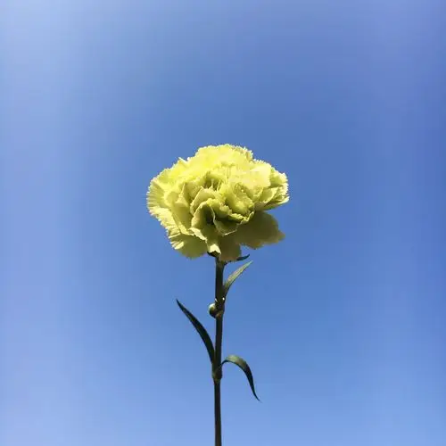 因为你要做一朵花,才会觉得春天离开你.