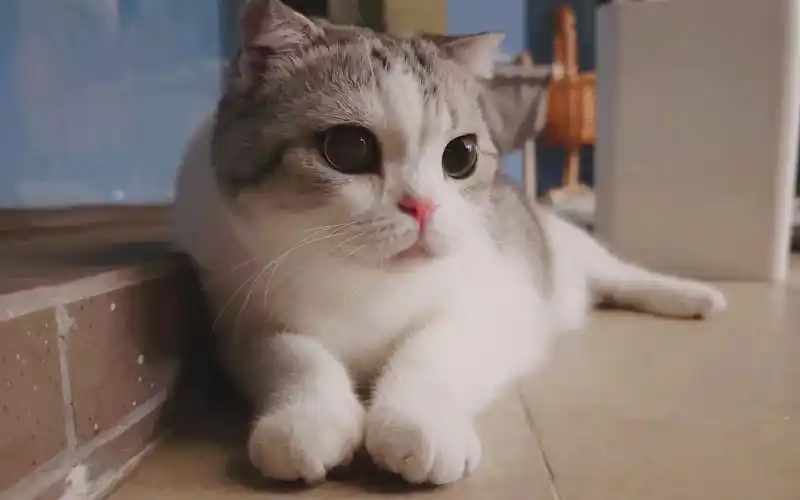 520香香软软的小泡芙直播录屏(和泡泡一起过情人节嘿嘿嘿)