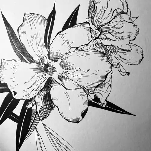 每日一画夹竹桃