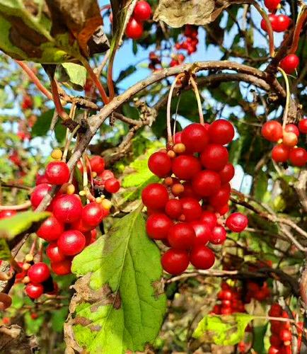 野生北五味子大兴安岭野生五味子被誉为中国北疆五味子之乡250克