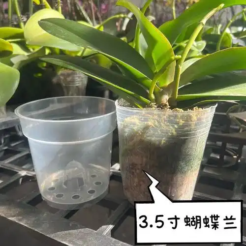 包邮蝴蝶兰卡特兰文心专用花盆透明透气圆形控根盆花盆