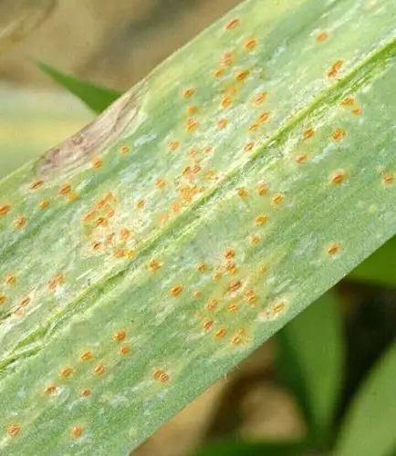 请问下老师,我家的韭菜得了锈斑