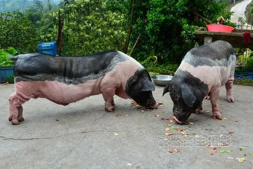 迷你小香猪长大后的绝美风姿,让多少人垂涎欲滴
