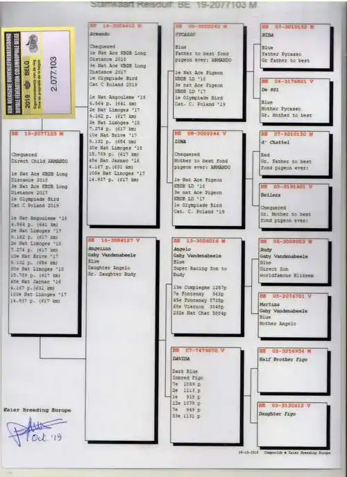 【阿曼多】×盖比【鲁迪】直孙女