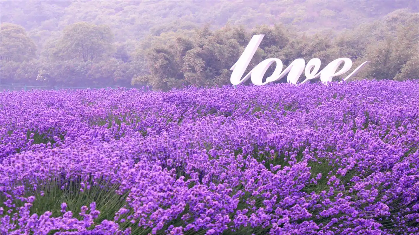 浪漫梦幻薰衣草美景高清桌面壁纸