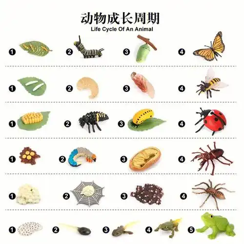 小百科动物成长周期图