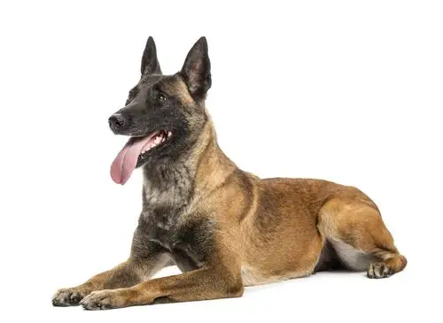 狼狗图片及品种介绍