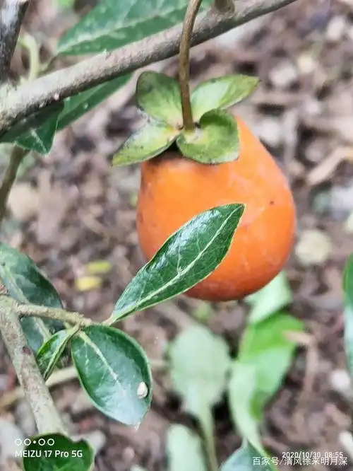 见一叶落,而知天下秋