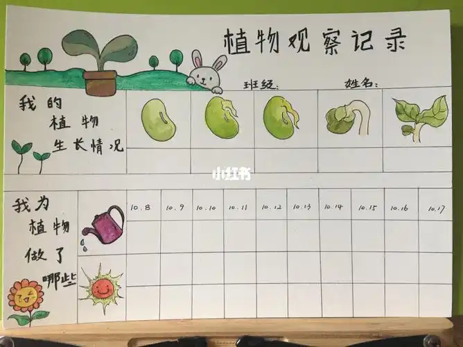 娃儿的幼儿园观察豆子生长小作业水彩