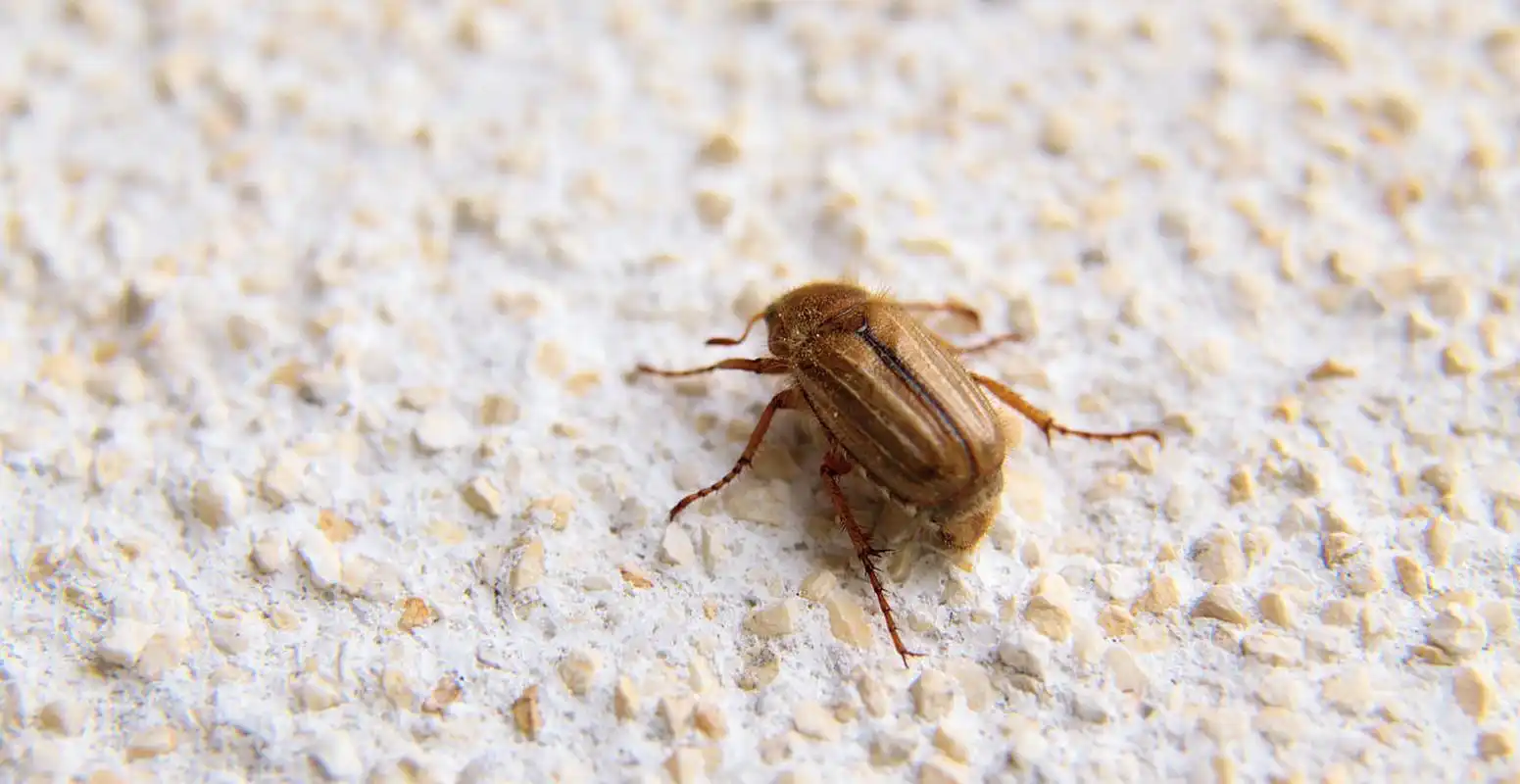 摘要:花上出现油汗虫是由于环境潮湿,高温,养护不当等因素导致的,会