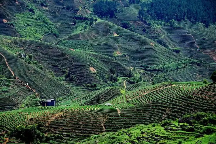 安溪茶山(感德高坪头)