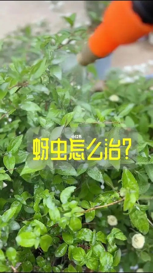 蚜虫怎么治