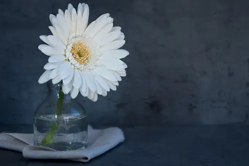 花,白花,开花,绽放,花瓣,白色,非洲菊