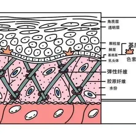 真皮层的代谢周期