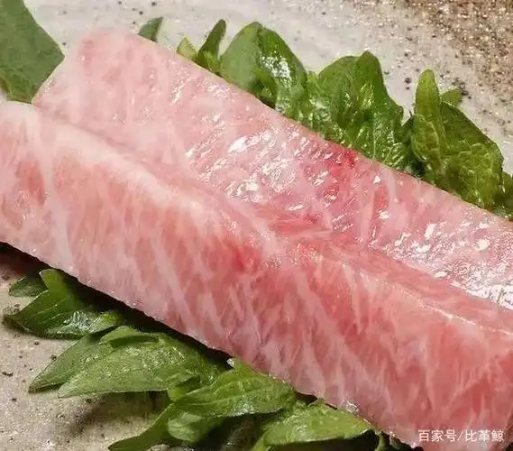 蓝鳍金枪鱼大腹