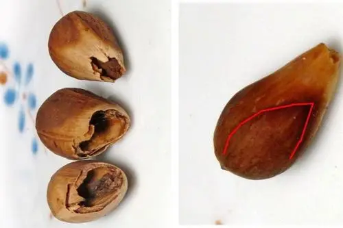 种子躲在下方坚硬的内果皮里头 (小兔校长赠图) –拍的很美之外