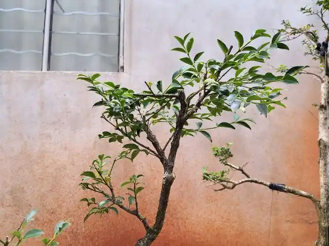 双面黄杨小桩修剪记