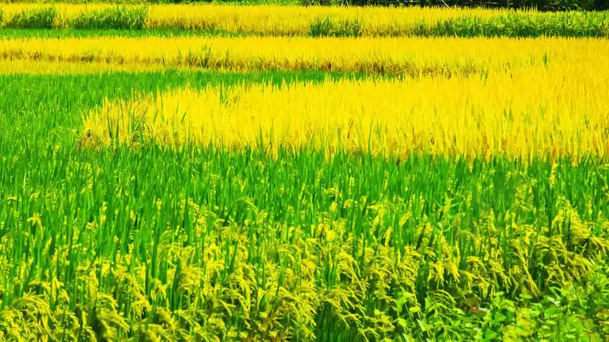 秋天乡野稻田摄影