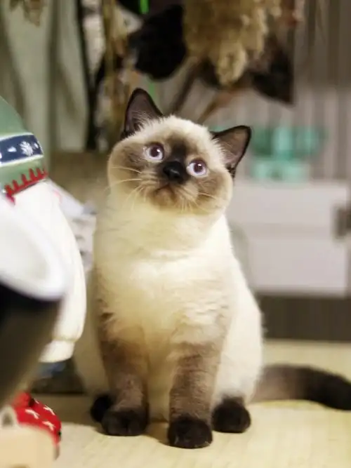 海豹重点色英短妹妹