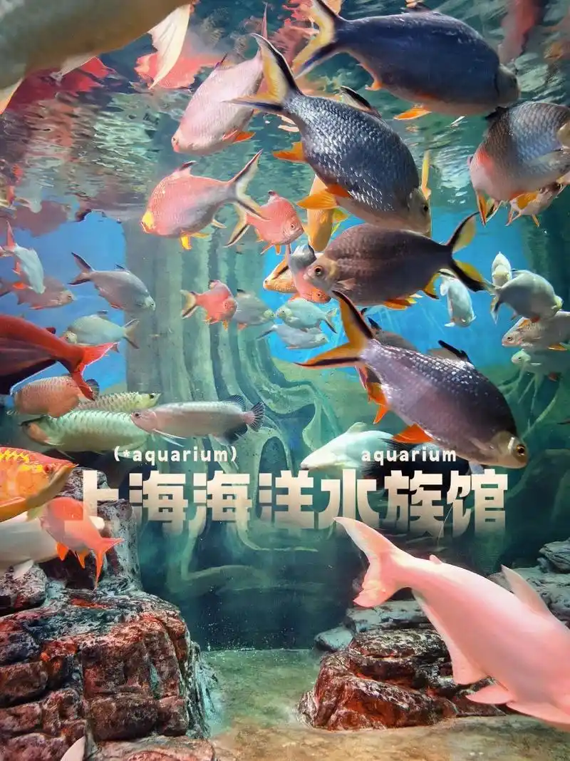 99上海海洋水族馆 (浦东新区陆家嘴环路1388号) 90520刚好也是