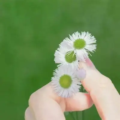 女生绿色头像清新森系 2020绿色系小仙女头像 - 女生头像 - 潮人个性