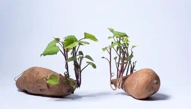 长芽的土豆大蒜红薯生姜哪个不能吃早知道早受益