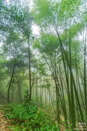 山后一片青翠的小竹林