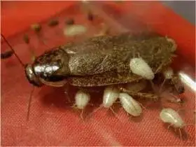 蟑螂的幼虫是什么样子的