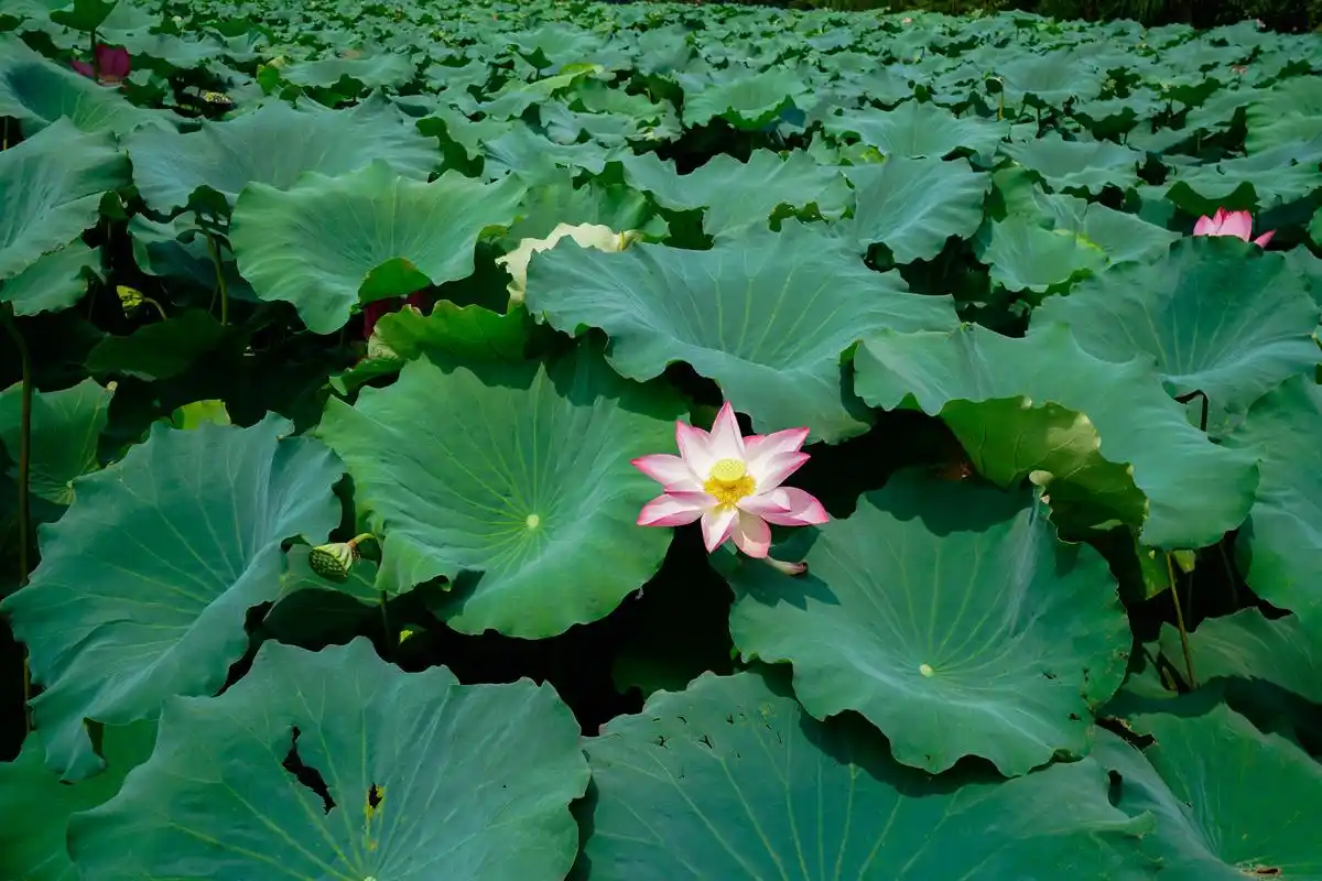 35度的杭州三日游:西湖荷花开得正旺,游客也是络绎不绝_导游