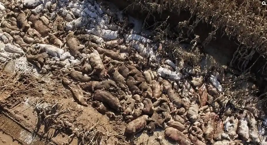 网店多多上万头死猪集体被掩埋村里养殖户损失千万