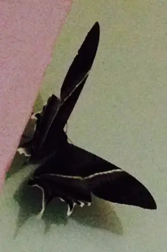 请问这种天蛾有毒吗?