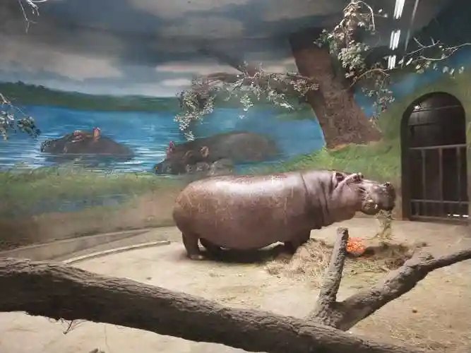 href="/item/北京动物园">北京动物园 /a>犀牛馆,河马馆都是五十年代