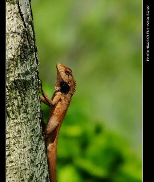 传说中的五爪金龙就像传说中的传说一样.