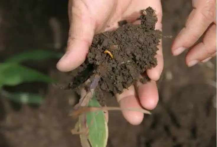 东北地区玉米虫害(图谱)