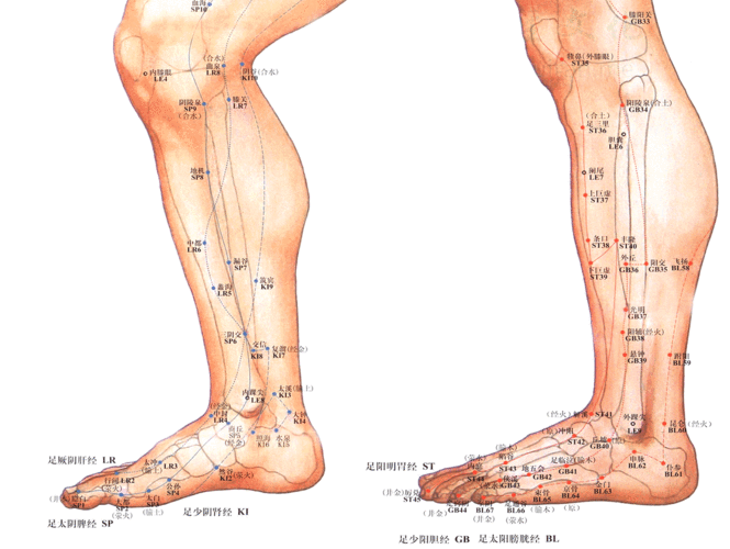 (4)取俯卧位,家人从其患肢小腿腓肠肌起至跟骨基底部,自上而下抚摩