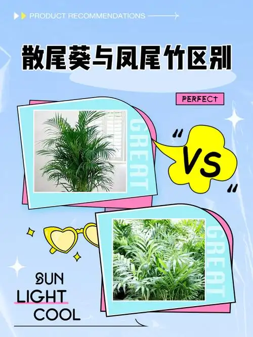 散尾葵与凤尾竹区别
