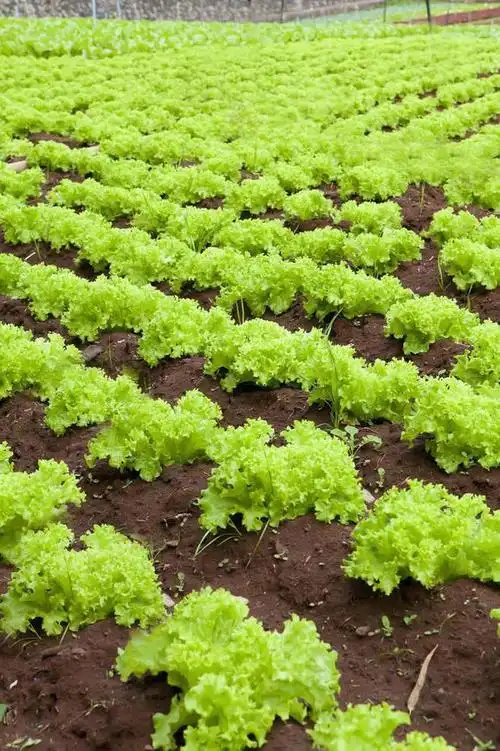 生菜又叫做鸡窝菜