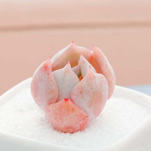 日立昂 多肉植物新款办公室内宿舍寝室大学生盆栽小盆景好养活