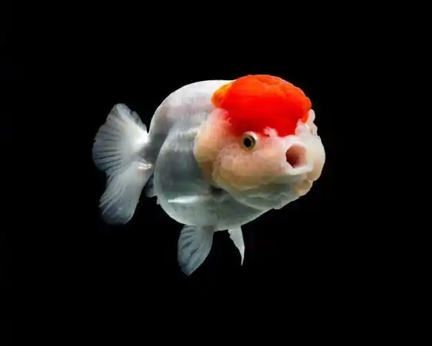 小金鱼.嘟嘟嘴好可爱呀!