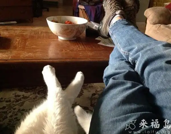 和主人一样翘着二郎腿