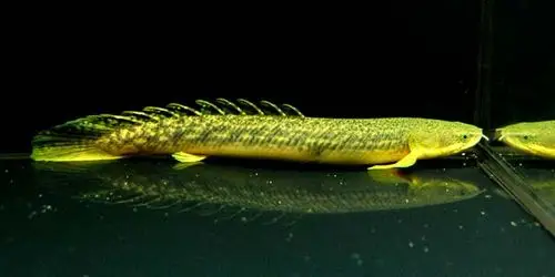 九角龙(恐龙)图鉴大全