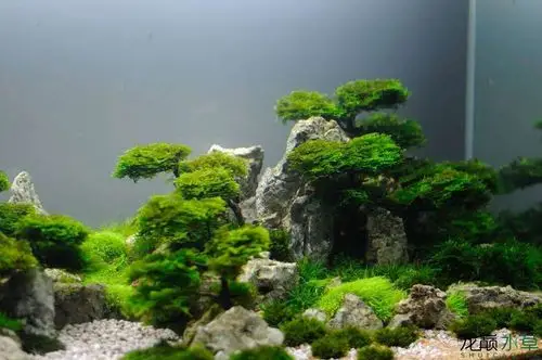 沉木和石头做出高高的山峰. - 水草造景 - 龙巅水草