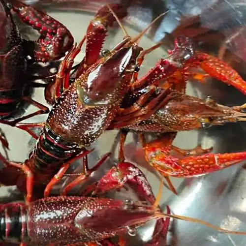 江苏盱眙清水小龙虾鲜活3斤装2345钱活体壳虾红头活虾