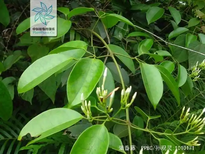 清香藤