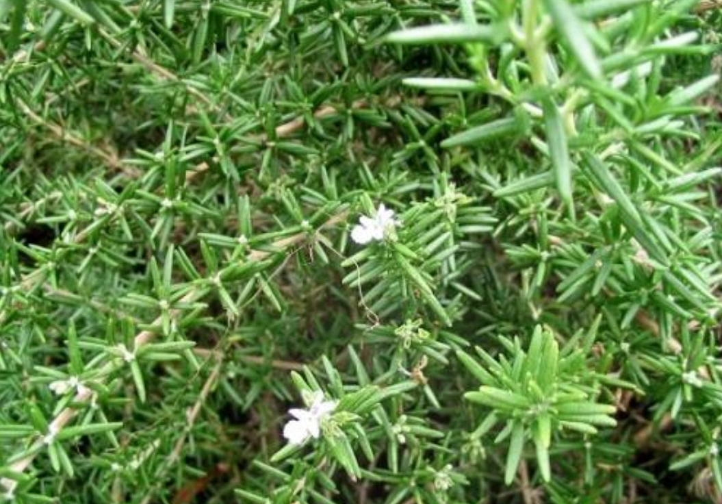 天然的"降糖草"找到了,在农村秋天很常见,可惜很多人不知道!