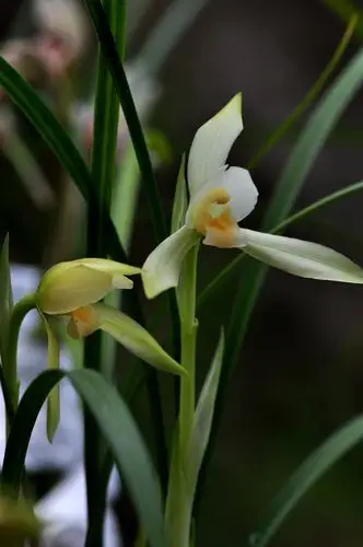 又到兰草香幽时 (/)