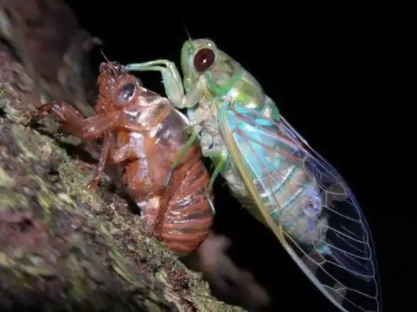 知了猴不能吃了?作为山东人,很伤心