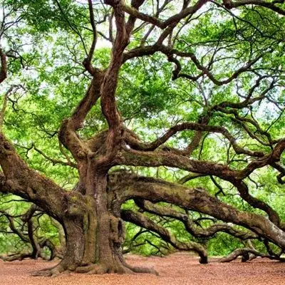 唯美树风景头像