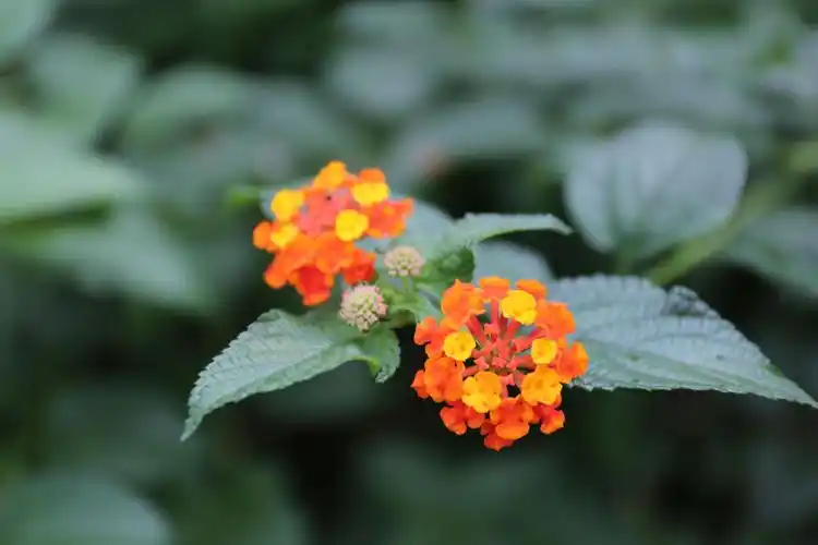 庆元植物1365马鞭草科马缨丹属马缨丹